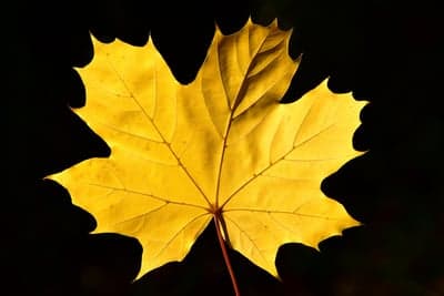 Golden Maple Leaf Against a Black Background