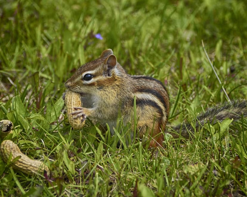 Chipmunk with bulging cheeks sits in vibrant green grass holding a peanut between its small paws.