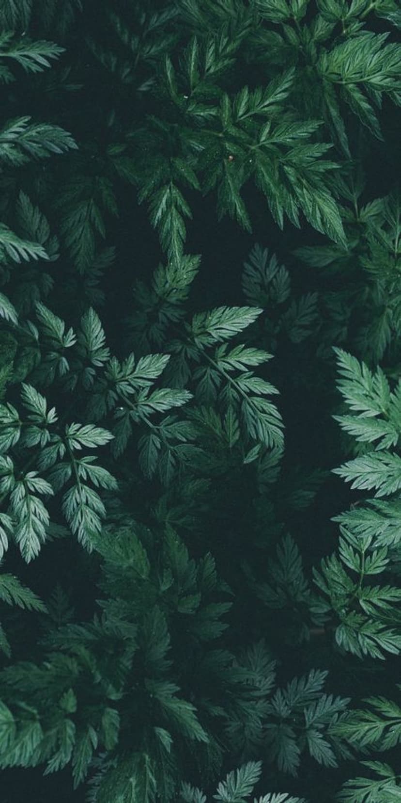 Overlapping emerald ferns and textured jungle leaves with deep shadows create a dense botanical pattern background.