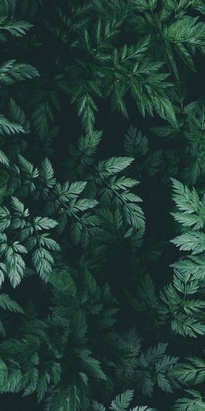 Verdant Depths - A Lush Tapestry of Dark Foliage