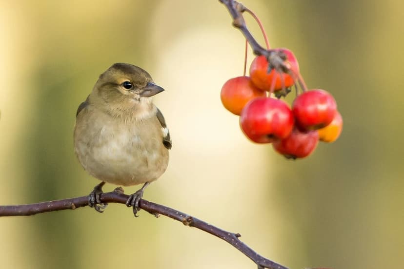 Chaffinch bird perching on a twig near a cluster of red berries against a soft golden autumnal background.