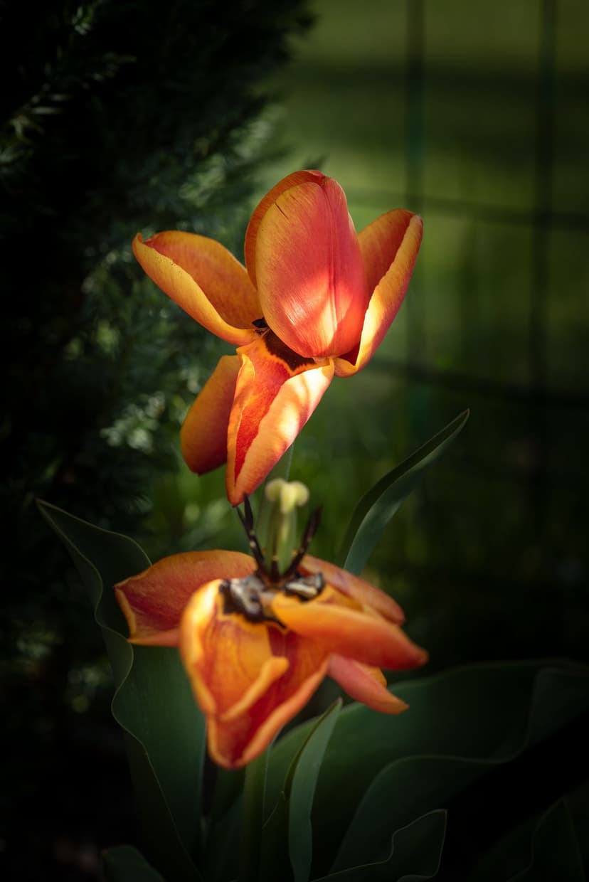 Two orange tulips glow under warm sunlight against a dark green garden background with a faint grid pattern.