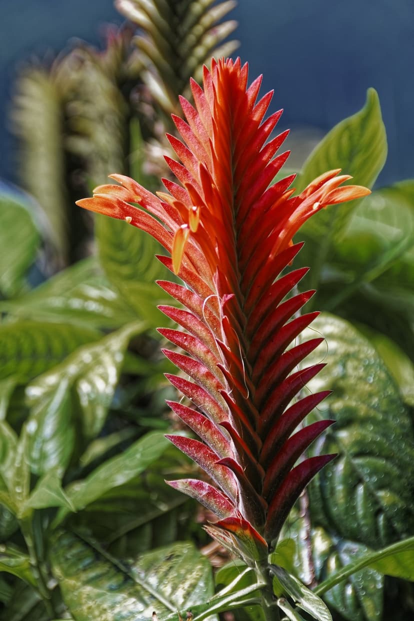 Red Bromeliad flower with spiky orange bracts and glossy green leaves against a soft blue background.