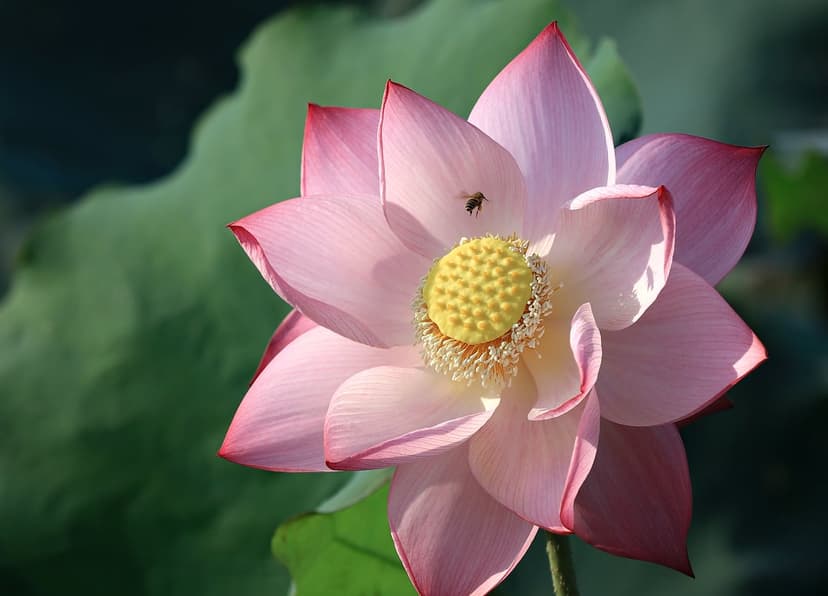 Pink lotus flower with layered petals and a yellow center near a honeybee in flight against green lily pads.
