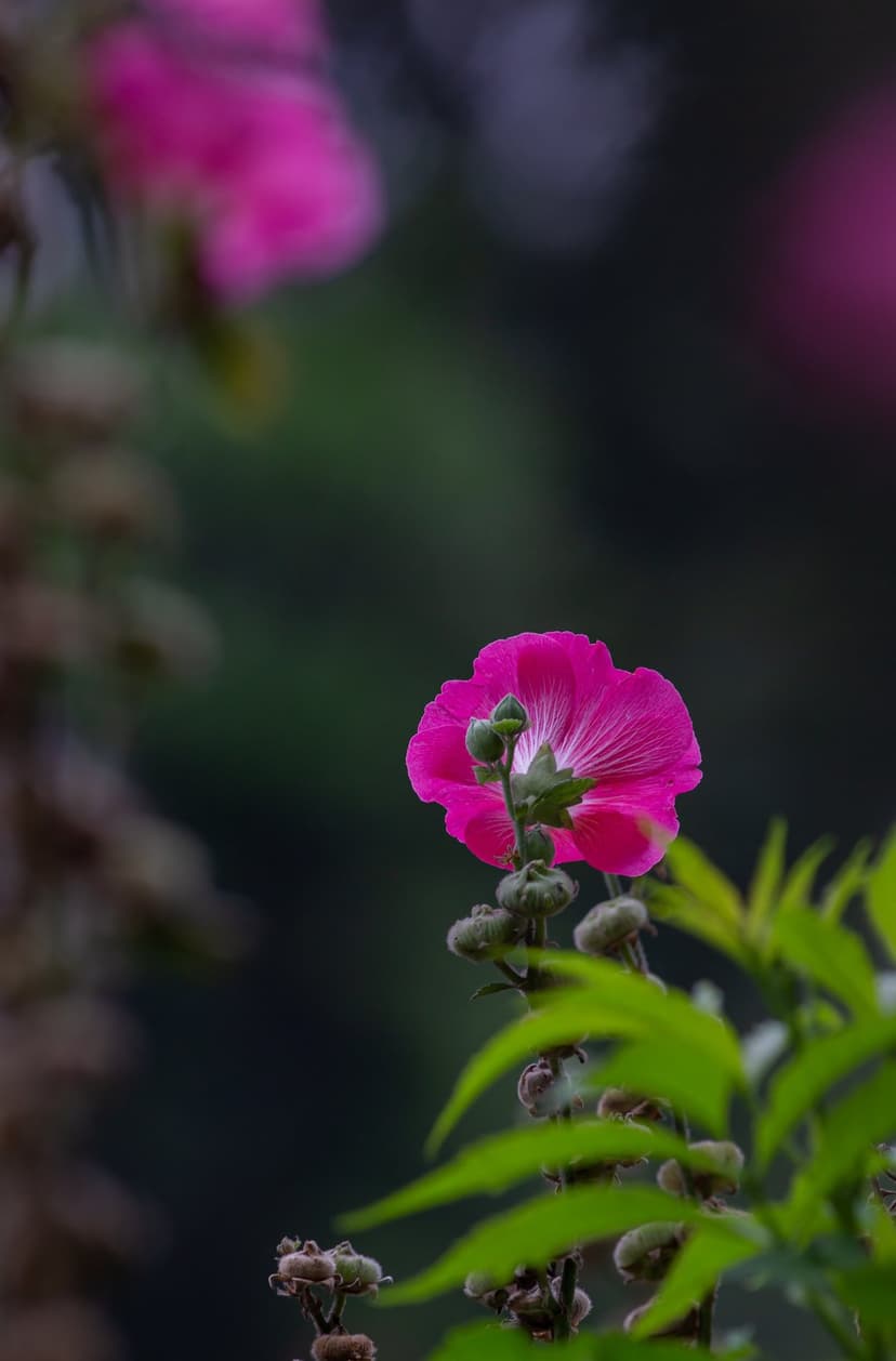 Pink hibiscus flower with white veins and green buds against a dark blurred background in a vertical orientation.