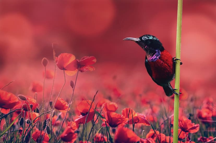 Sunbird with iridescent purple feathers perches on a stem surrounded by blurred red poppy petals in a field.