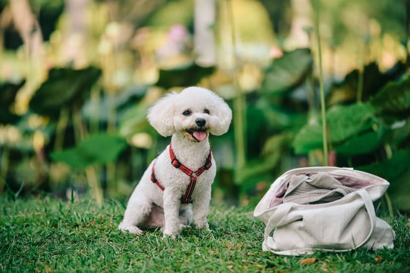 White Bichon Frise dog in a red harness sits on park grass next to a tote bag with blurred trees behind.