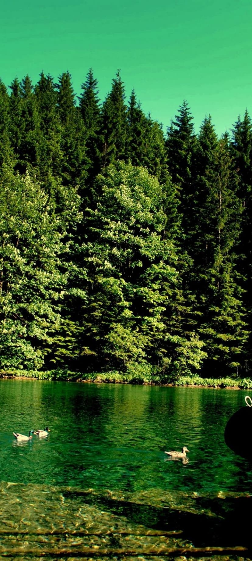 Ducks swimming on a clear emerald lake surrounded by a dense green forest under a soft turquoise sky.