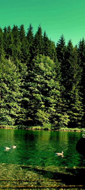 Ducks Swim in a Lush Green Forest Lake