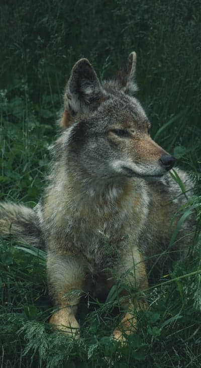 Coyote Resting in Tall Green Grass