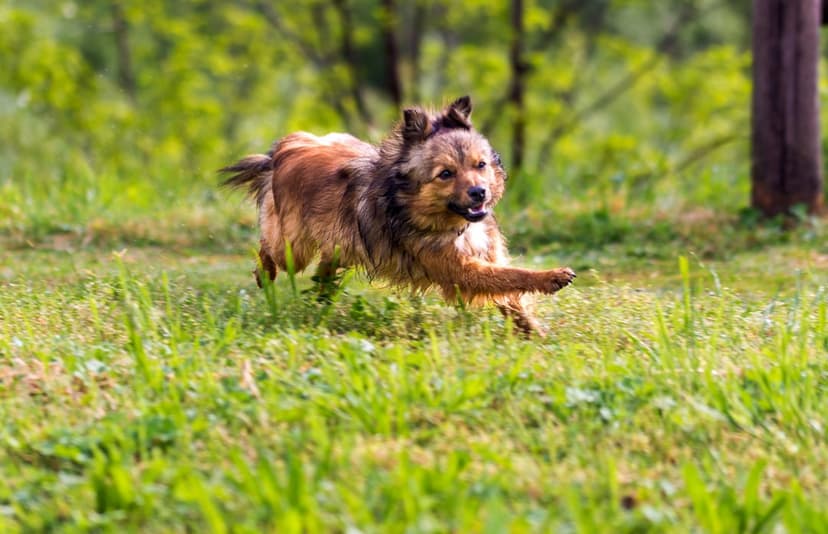 Small brown dog with long fur and pointy ears sprints through tall green grass with its mouth open mid-stride.
