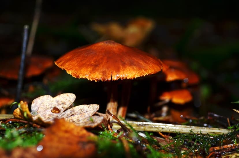 Orange mushroom with a textured cap grows among green moss and brown autumn leaves on a damp woodland floor.