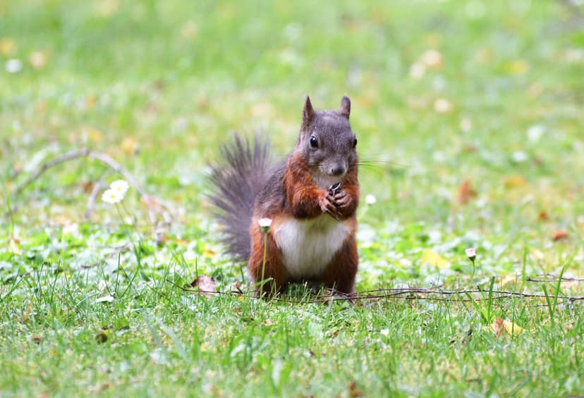 Red squirrel sits in tall grass holding a nut with its paws while surrounded by small white flowers and bokeh.