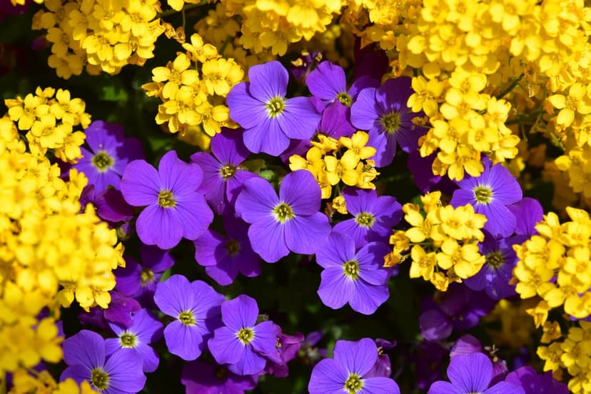 Violet flowers with yellow centers and small golden blossoms pack a dense garden bed in a top-down macro view.
