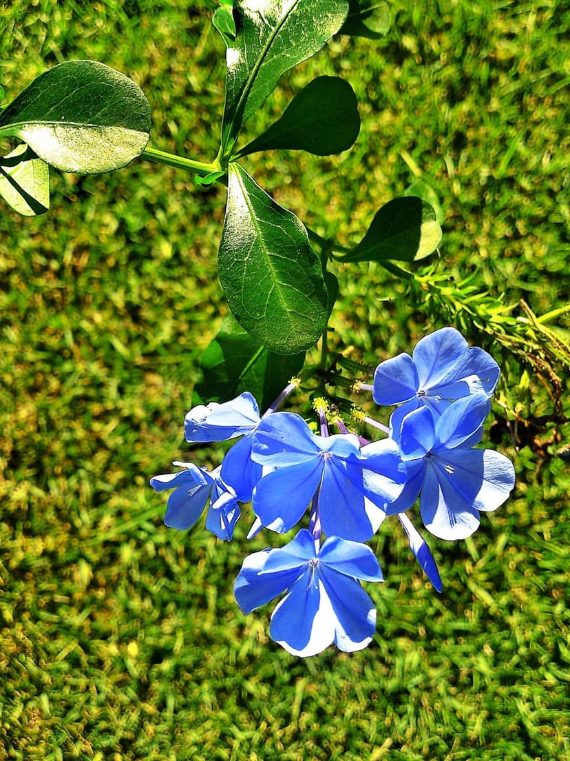 Blue plumbago flowers with white centers rest in green grass, lit by bright sun for a vertical mobile view.