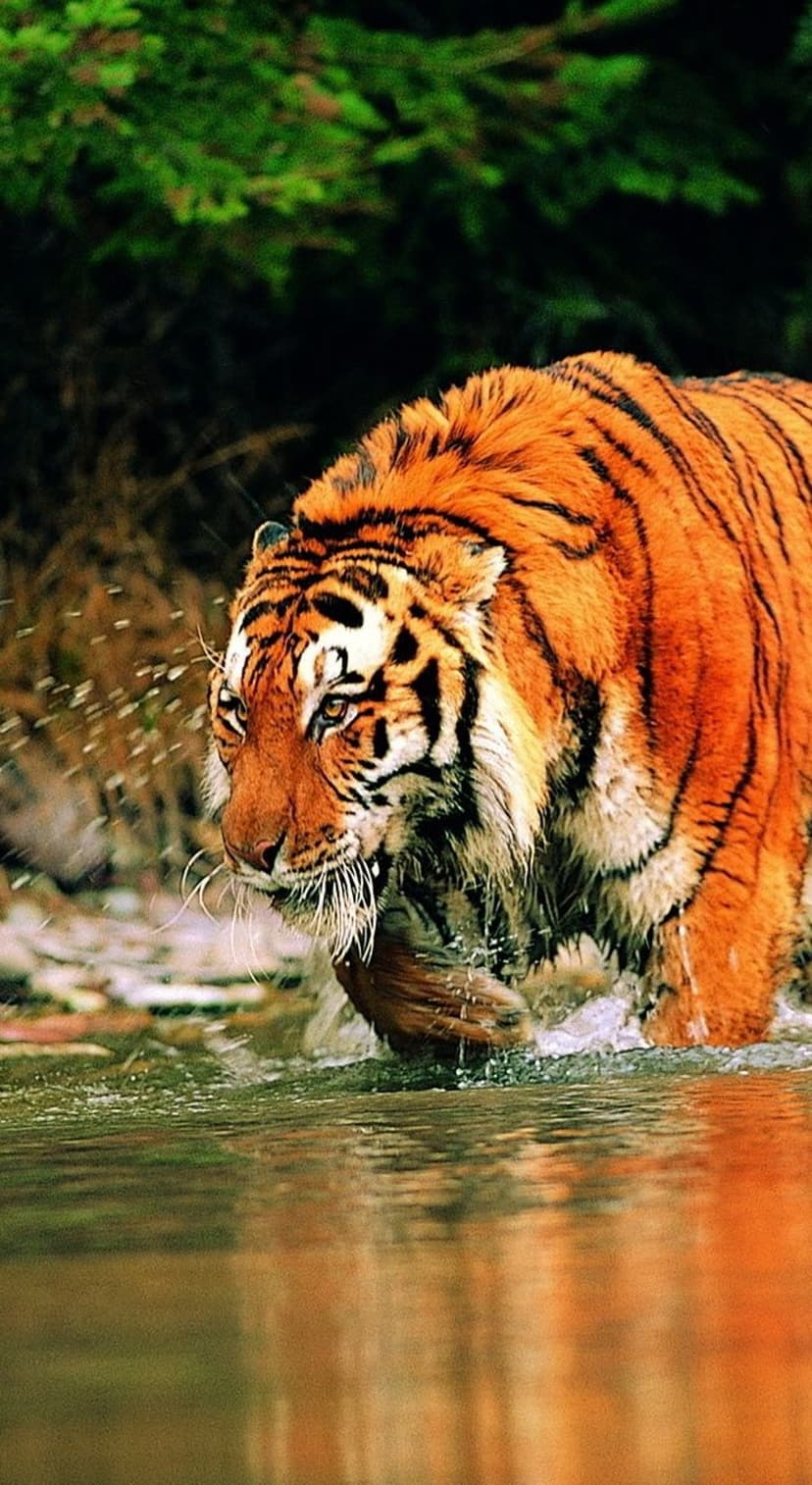 Bengal tiger wading through shallow water with splashing droplets and lush green foliage in the background.