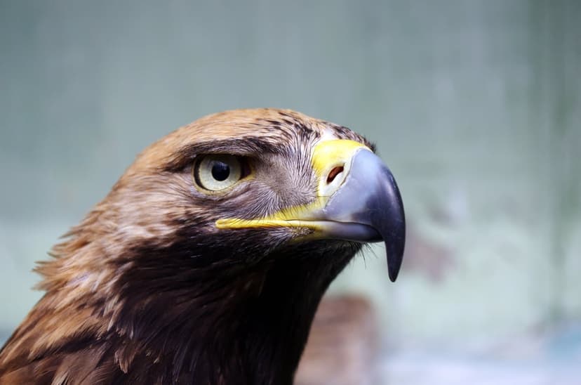 Golden Eagle portrait showcasing a sharp hooked beak, amber eye, and detailed brown feathers against a blurred background.