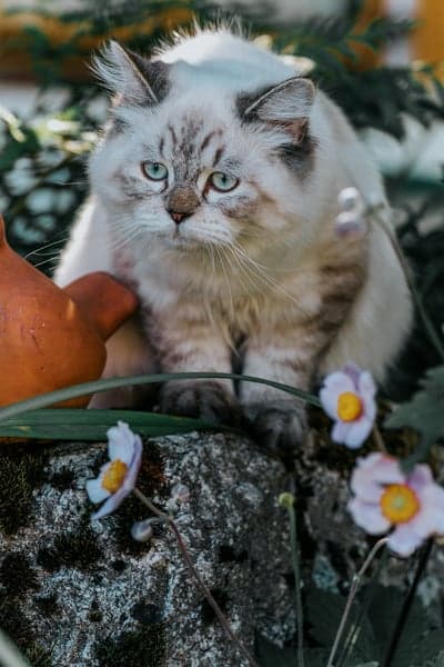 Blue Eyed Fluffy Tabby Cat Spring Garden Phone Wallpaper