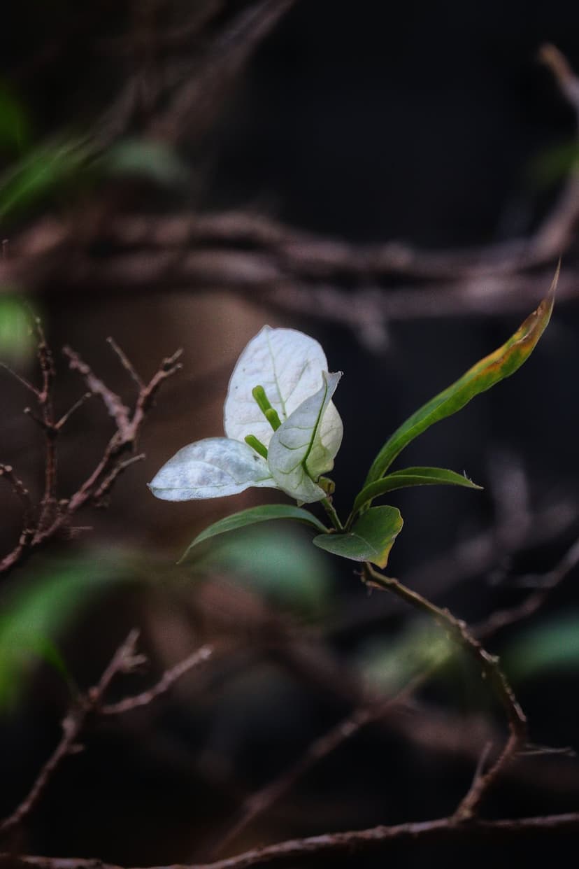 White bougainvillea blossom with visible veins and green pistils set against a dark, blurred foliage background.