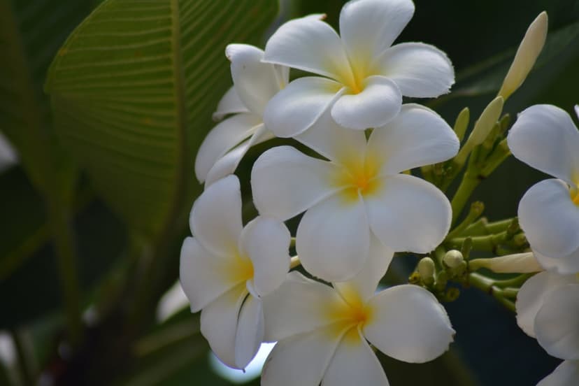 White plumeria flowers with yellow centers and green leaves showcase a natural spiral pattern in soft sunlight.