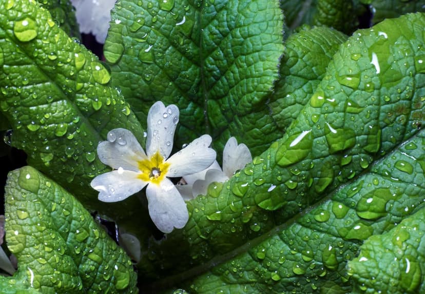White primrose blossom with yellow center and crystalline water drops on green leaves in a macro view.