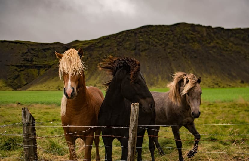 Icelandic horses in chestnut, brown, and grey standing in a grassy field before a dark mossy mountain.