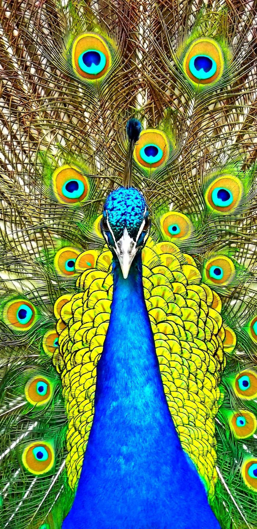 Male peacock displays a fanned train of iridescent ocelli in shades of emerald, gold, and sapphire blue.