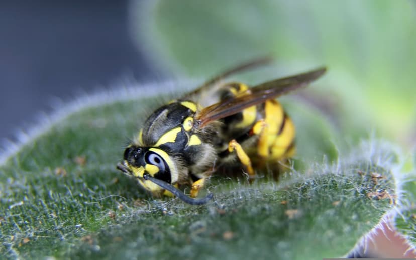 Yellow and black striped wasp with delicate wings resting on a fuzzy green leaf in a sharp macro close-up.