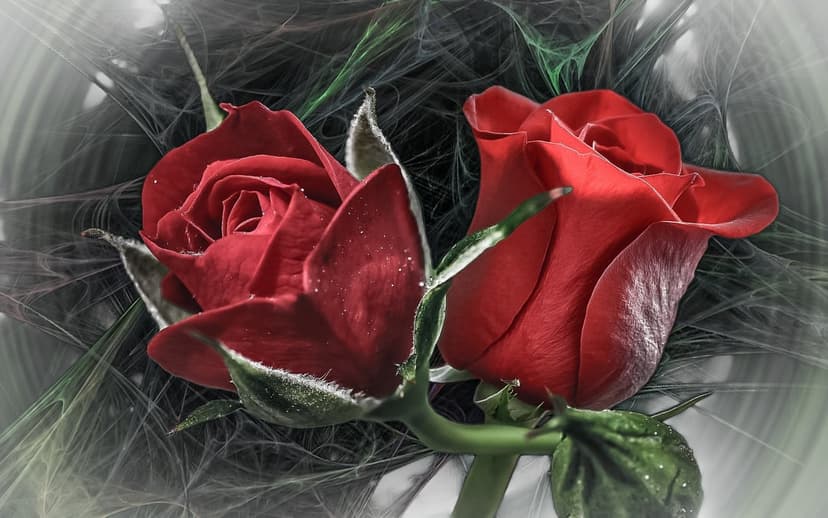 Two red roses with dew drops on velvet petals against a dark, abstract background of hazy lines and soft bokeh.