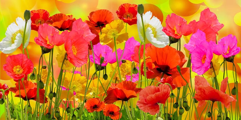 Red and pink poppies bloom in a sunlit meadow with a soft yellow bokeh background and green stems.