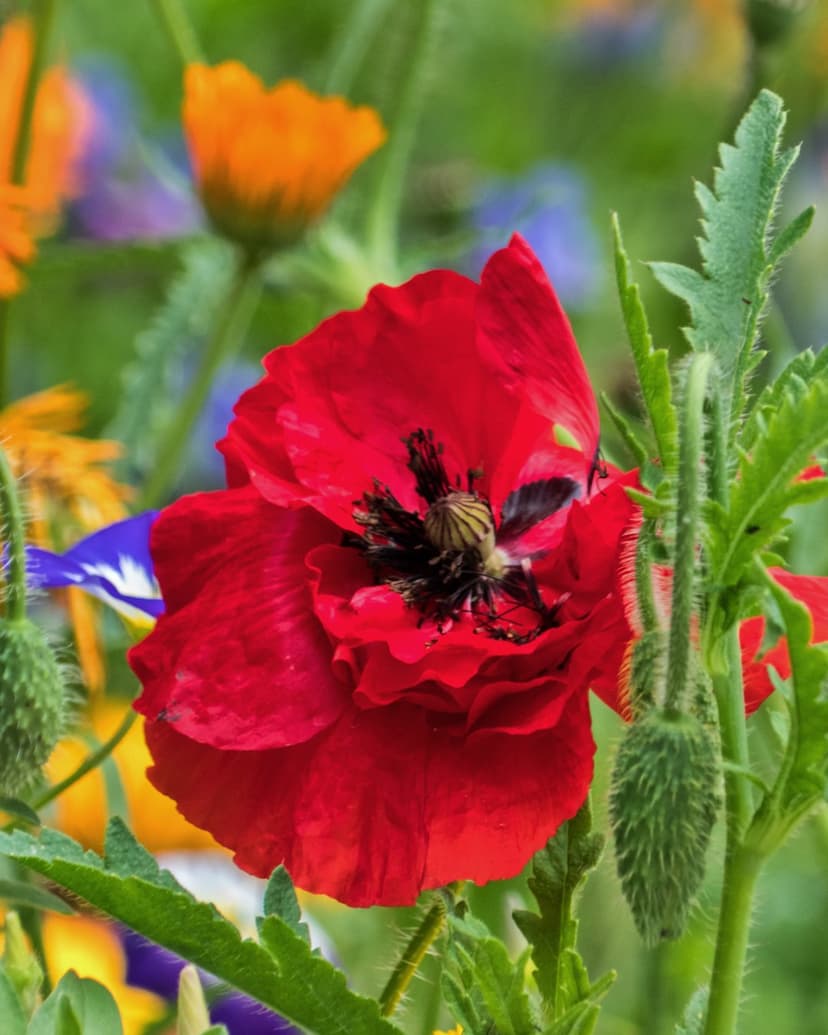 Scarlet poppy flower with a dark center blooms amidst orange and purple wildflowers in a sunlit summer meadow.