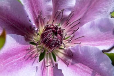 Close-up of a delicate pink clematis flower center