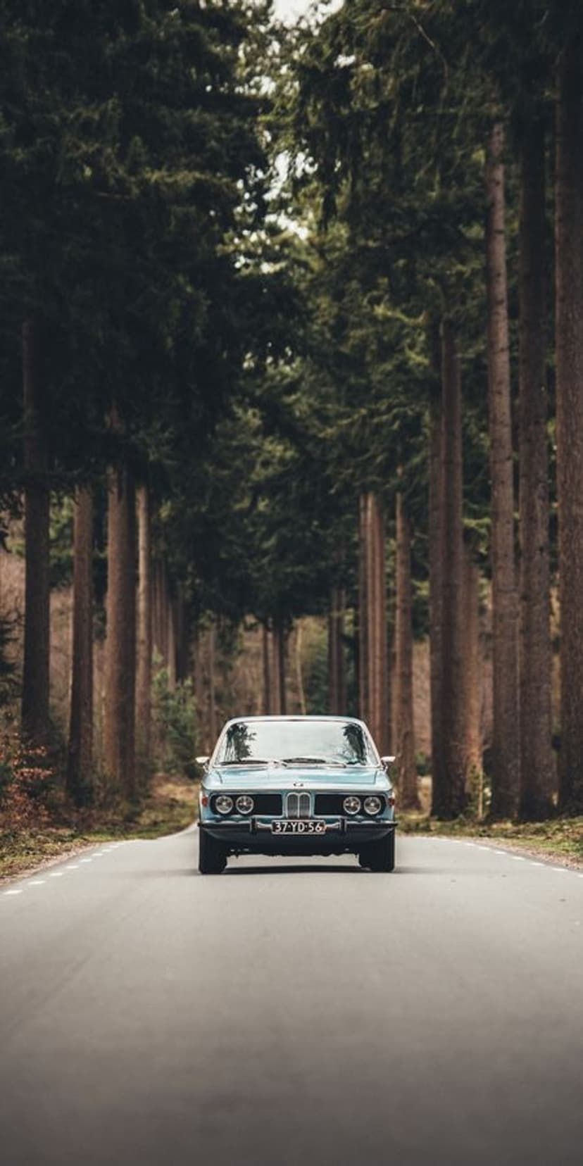 Vintage blue BMW sedan driving on a paved road through a dense forest with sunlight filtering through tree leaves.