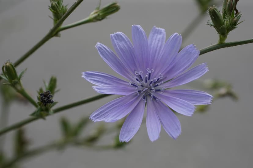 Chicory flower petals in violet hues radiate from a dark blue center against a blurred neutral background.