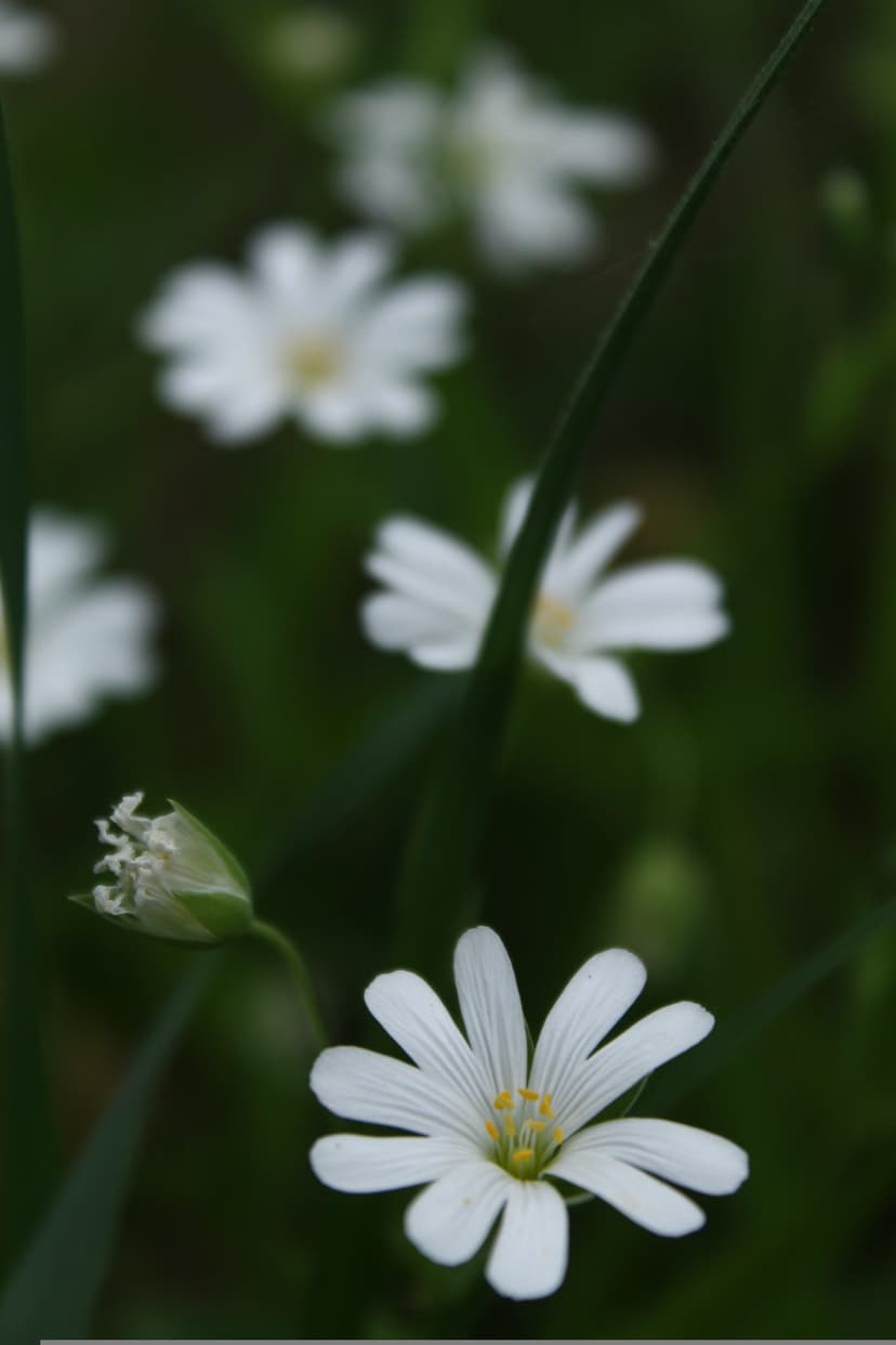 White starflower with a yellow center stands sharply focused against a dark, bokeh-filled green background.