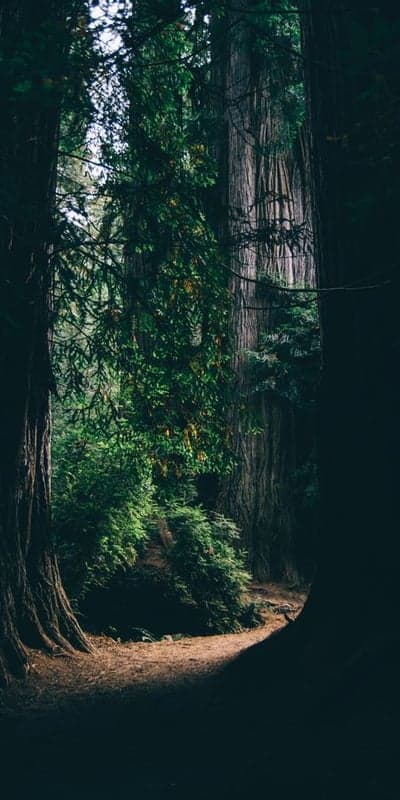 Tropical Canopy - Starry Night Over Palm Silhouettes