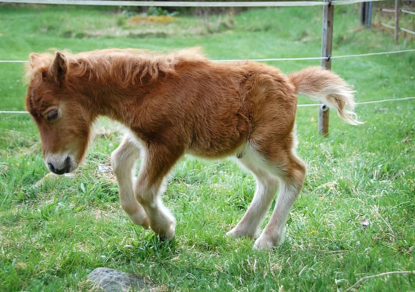 Chestnut foal with a fluffy mane walks through a green grassy field with a rustic wire fence in the background.