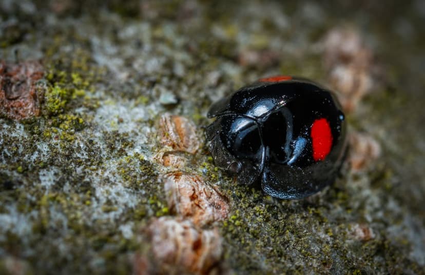 Black ladybug with two red spots on textured tree bark covered in green moss and lichen in a macro close-up.