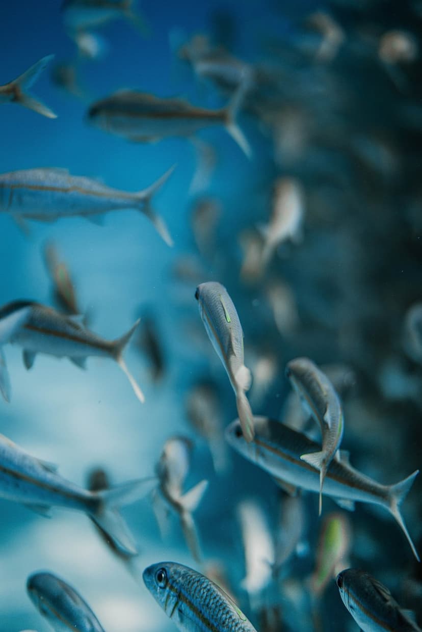 School of silver fish swimming together in clear blue ocean water with sunlight filtering from above.