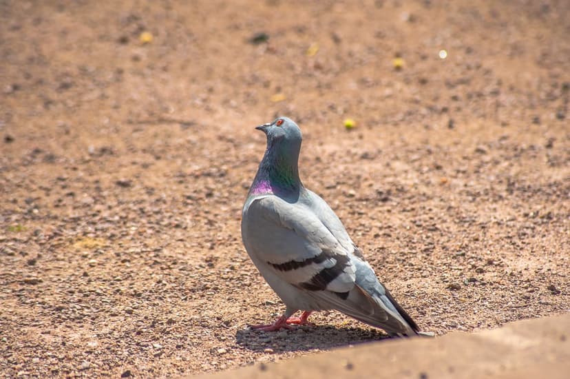 Grey pigeon with iridescent neck feathers stands on sunlit gravel, featuring red eyes and a blurred background.