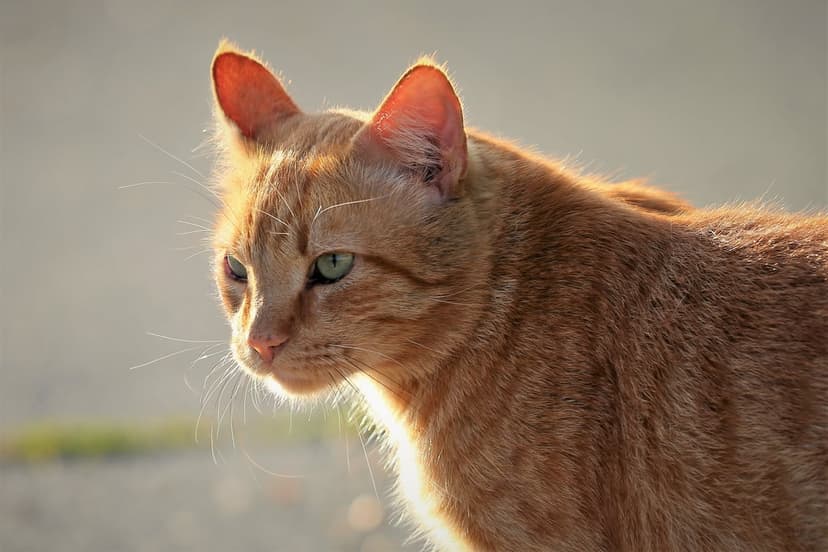 Ginger tabby cat with emerald green eyes in side profile, glowing under warm golden hour sunlight and soft bokeh.