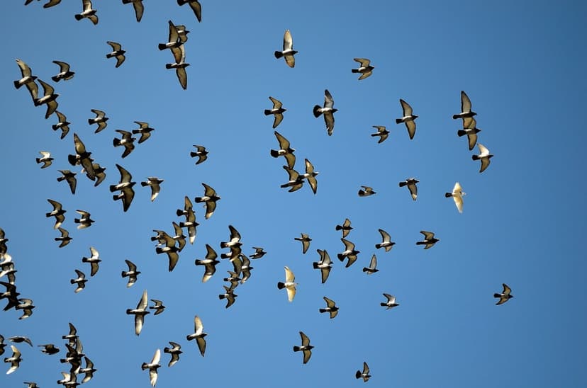 White and grey pigeons soar in a scattered formation across a vast, unclouded bright blue sky during daylight.