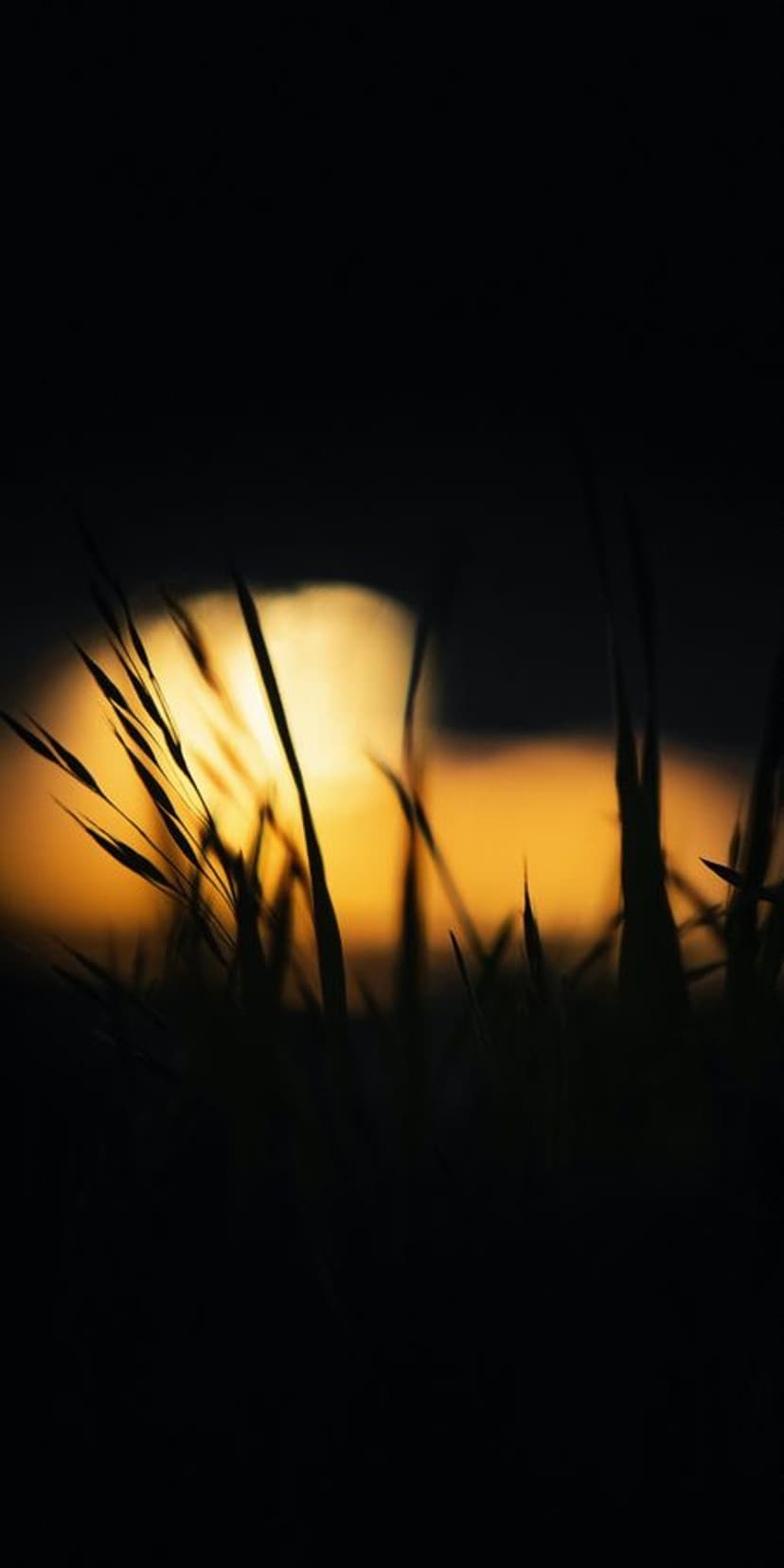 Tall grass blades stand in sharp dark silhouette against a glowing orange and blue twilight sky during sunset.