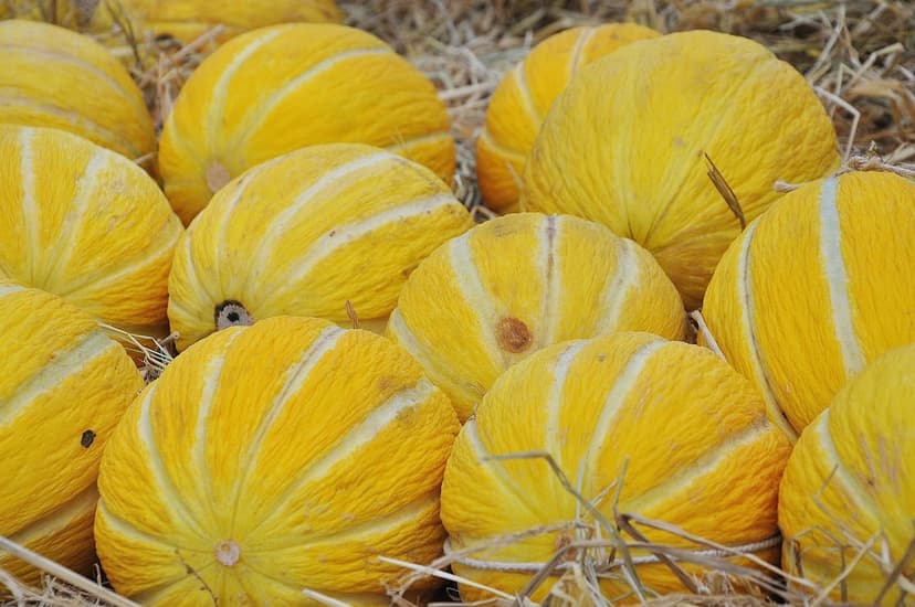 Golden yellow melons with ribbed rinds rest on a bed of dry hay under soft, natural harvest lighting.