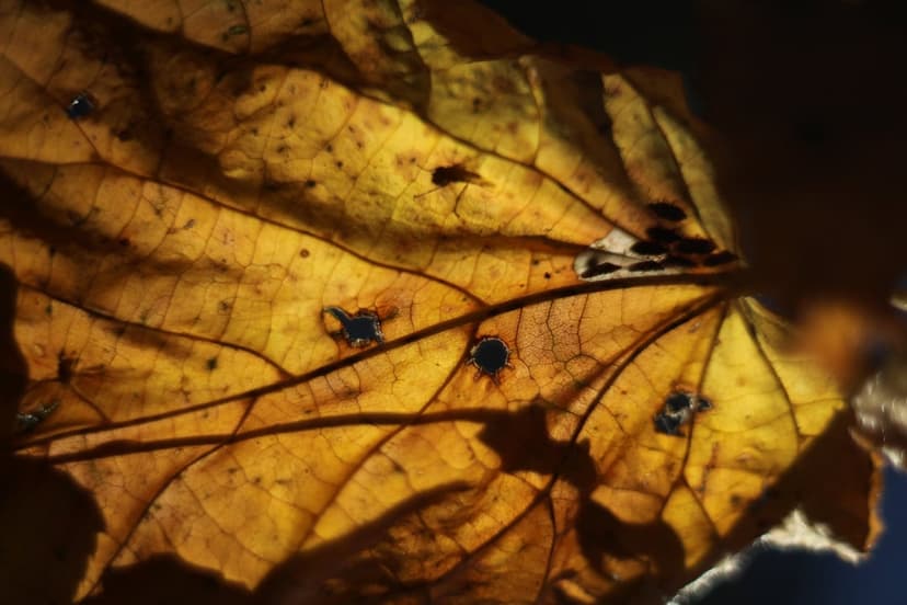 Golden autumn leaf with backlit veins and small holes shows intricate organic textures in a macro close-up view.