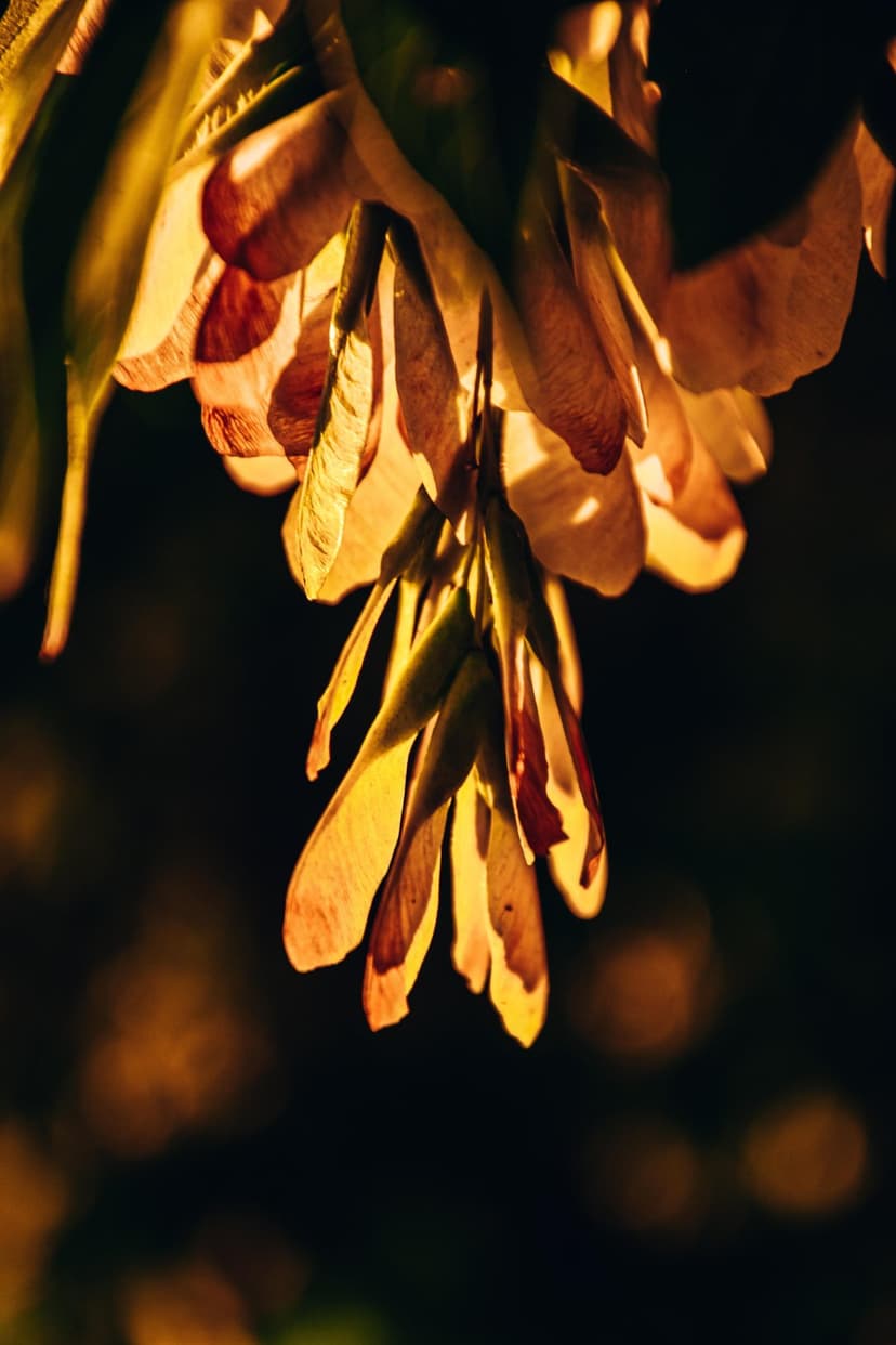 Maple samaras hang in a cluster with translucent wings glowing in gold light against a dark bokeh backdrop.