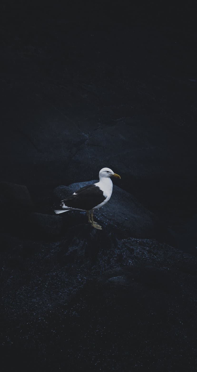 Seagull with white plumage stands alert on textured dark rocks amidst deep shadows and dramatic low lighting.