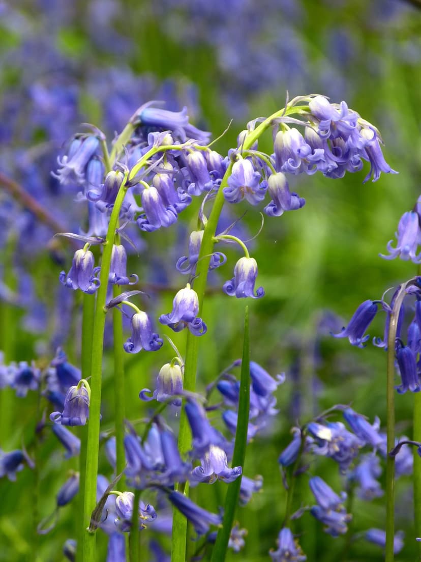 Bluebell flowers with violet petals hang from green stems against a blurry woodland background in soft light.