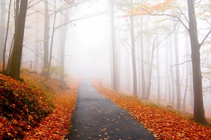 Asphalt road winding through a foggy autumn forest covered in orange leaves for a vertical mobile wallpaper view.