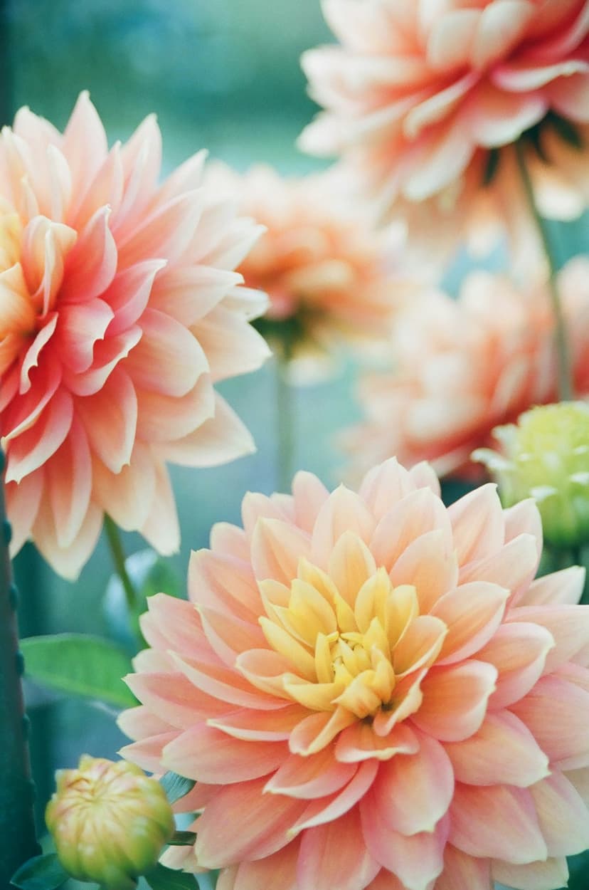 Peach dahlia petals with a yellow center bloom in soft light against a blurred green and pink background.
